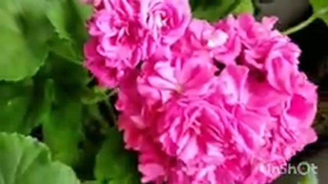 Lara Harmoni (Лара Гармония) сортовая пеларгония#сочинцы#sochi2022#пеларгониивсочи