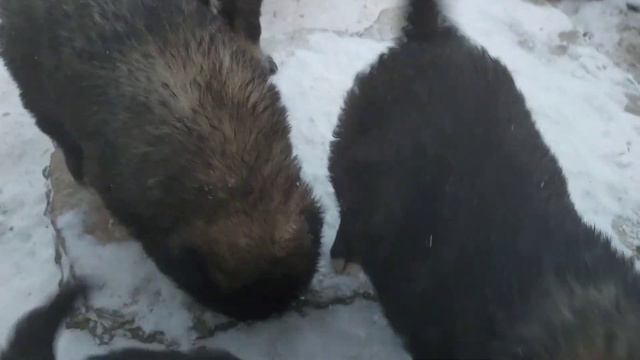 Щеночки кавказской овчарки. смотреть онлайн