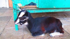 Козлёнок очень жалобно блеет