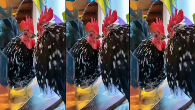 J.Geco - Chicken Song & Chicken Dance | Geco Remix 3 смотреть онлайн