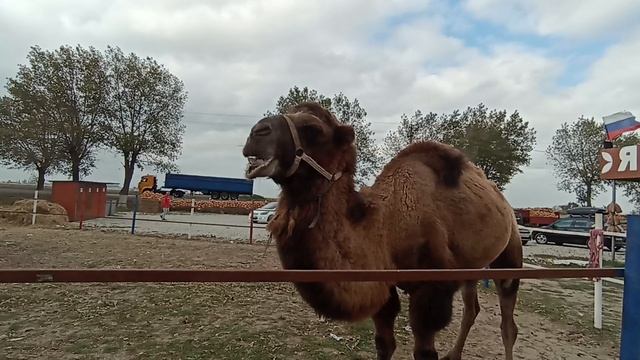 Наталья Золотарёва