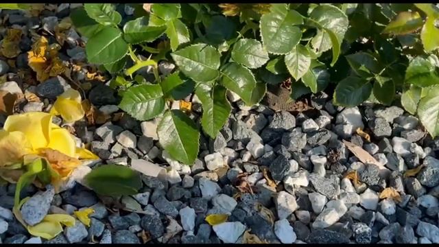 .Готовим к зиме молодые кусты роз. Питомник растений Е. Иващенко