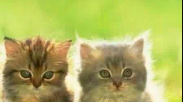 Ля МУРрррр....