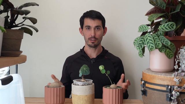 Stephania Erecta/Nova Rooting Guide - My Top Tips and Methods смотреть онлайн