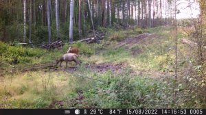 Два Изюбря на солонце. Август 2022