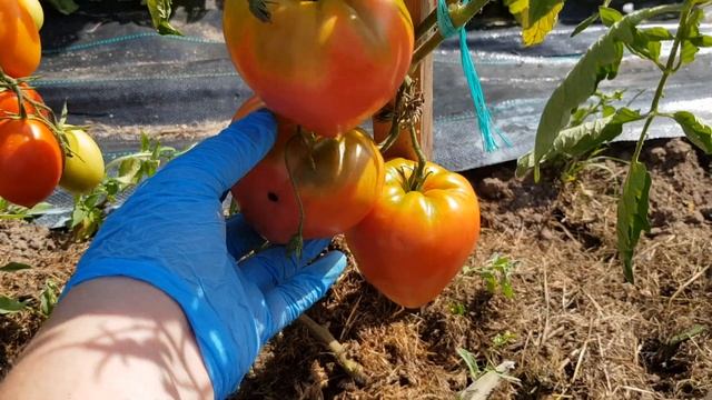 Томат Тяжеловес Cибири смотреть онлайн