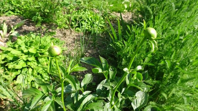 Пион / Peony (рост, развитие, цветение)