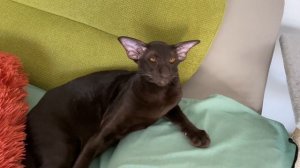 Ориентальная кошка?⬛l Кошачьи будни lСмешные котыlПриколы с котами?