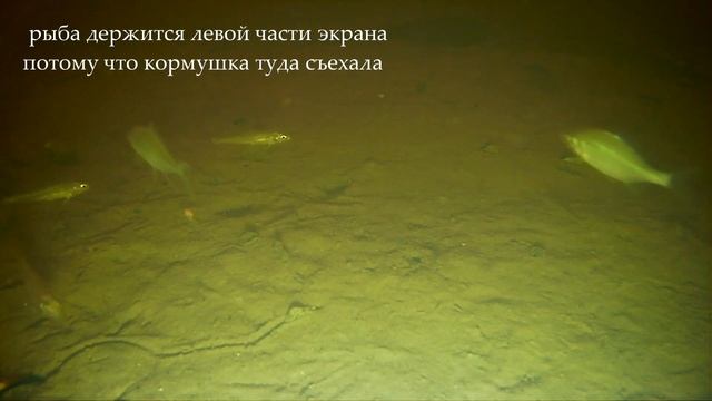 Подводный фонарь для экшн-камеры. Реакция рыбы на свет. смотреть онлайн