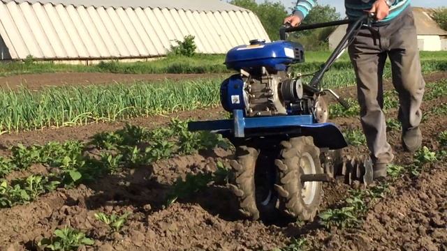 Прополка междурядий картошки мотоблоком ДТЗ 470 смотреть онлайн