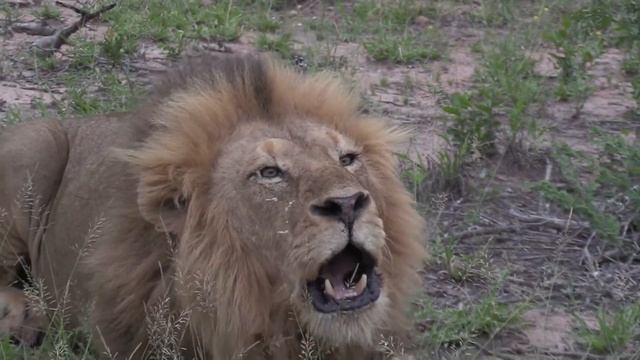 ?Sounds in the Russian language. NEW WORDS. Useful collocations. смотреть онлайн