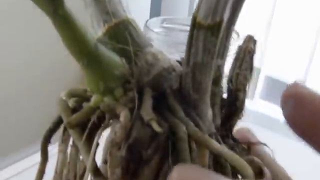 Saving Baby Den Darly.... смотреть онлайн