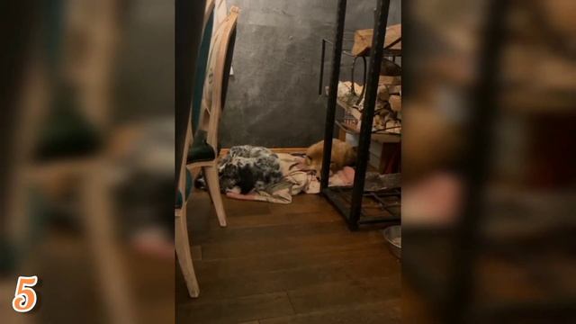 ЛИСЯО. Алиса - Лиса. Батонистая