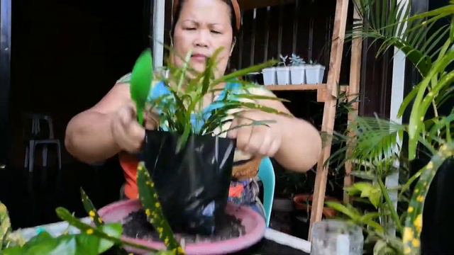 Crotons propagation with different methods: Lola Malyn experiment смотреть онлайн