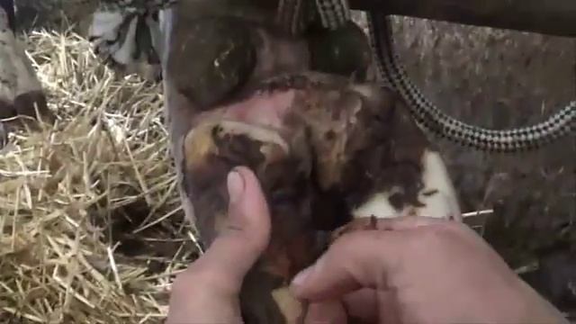 Наложение повязки на копыто коровы при лечении язвы смотреть онлайн