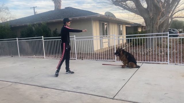 Training Rescue Dogs To Make Them More Adoptable pt.1 смотреть онлайн