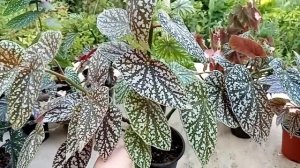 Бегонии-кейн. Условия содержания, любимый способ укоренения. Сорта.