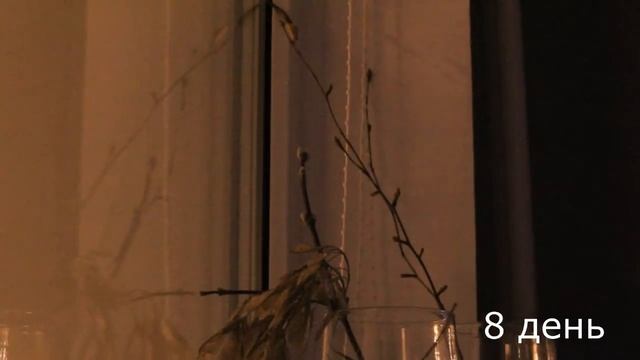 Как распускаются веточки клена и березы смотреть онлайн