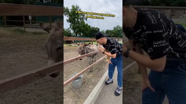 Интервью у животных! Кто знает ответы на эти вопросы? Подпишись ?? смотреть онлайн