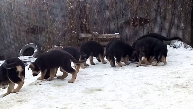 Просто щенки. смотреть онлайн