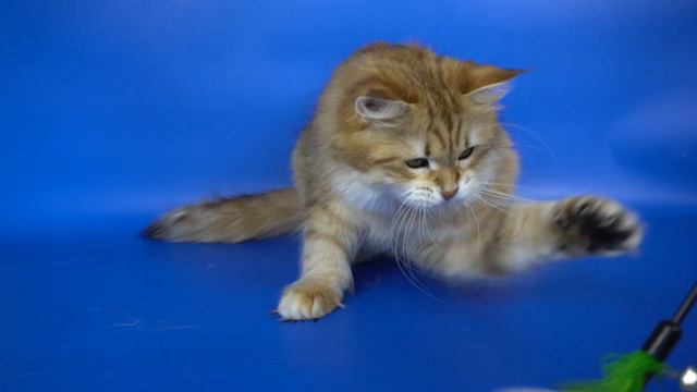 Сибирская кошка Caramel золотого окраса, www.crown-of-siberia.ru/ смотреть онлайн