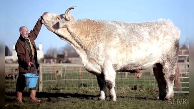 Самый большой бык снятий на камеру смотреть онлайн