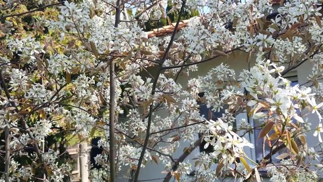 Kupferfelsenbirne (Amelanchier lamarckii) смотреть онлайн