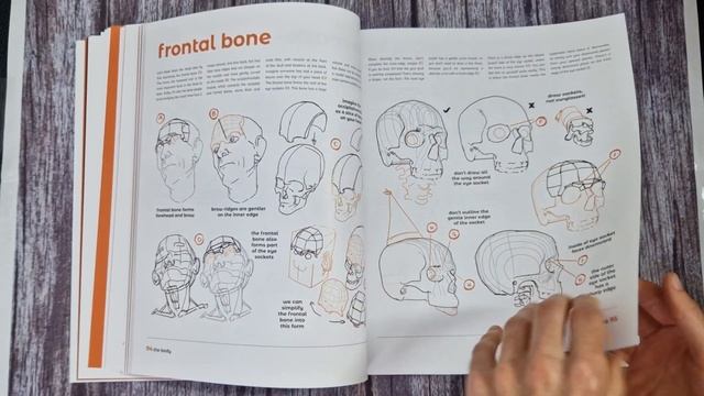 ?Anatomy for Artists! Drawing Form & Pose by Tomfoxdraws Ultimate Guide for Anatomy in Perspective смотреть онлайн