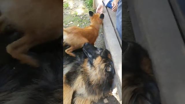 Экскурсии к говорящему ворону Карлуше и другим животным кино-зоостудии "Ковчег" смотреть онлайн