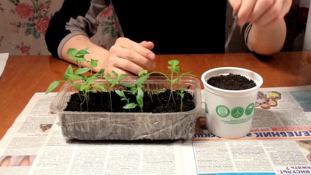 Выращивание ПЕРЦЕВ. ПИКИРОВКА (ПЕРЕСАДКА) рассады ПЕРЦА в отдельные стаканчики