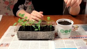 Выращивание ПЕРЦЕВ. ПИКИРОВКА (ПЕРЕСАДКА) рассады ПЕРЦА в отдельные стаканчики