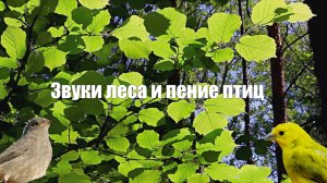 Звуки природы и пение птиц в лесу на рассвете ранним утром