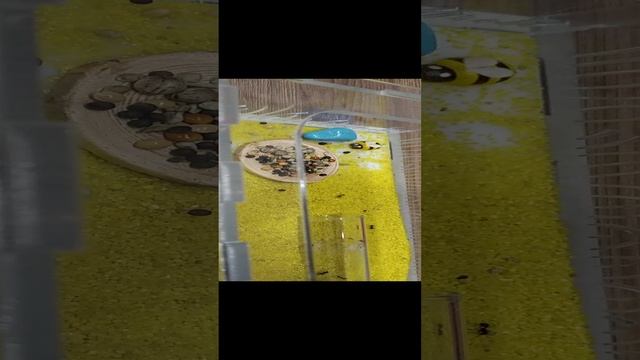 у меня появились муравьи ??????☺️