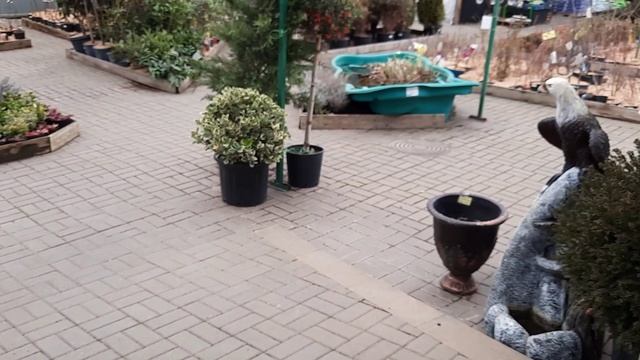 ОРХИДЕИ В САДОВОМ ЦЕНТР "ЛЕТТО"//17.02.24// смотреть онлайн