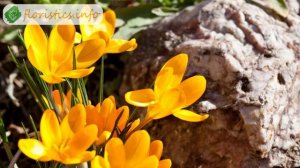 Посадка крокусов – когда и куда сажать крокусы; посадка крокусов в горшки