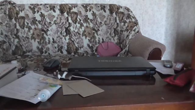 Приручение крысенка смотреть онлайн