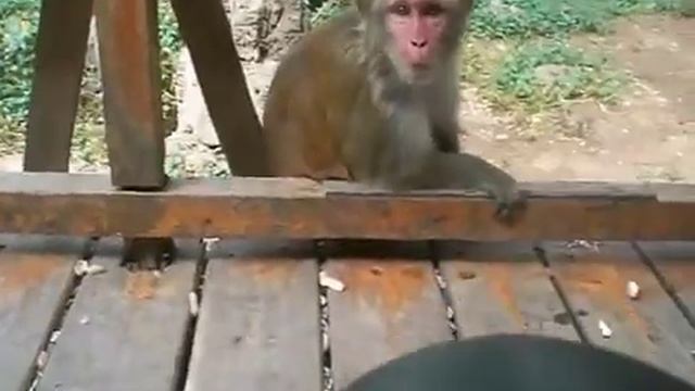 Monkey island - Hainan смотреть онлайн