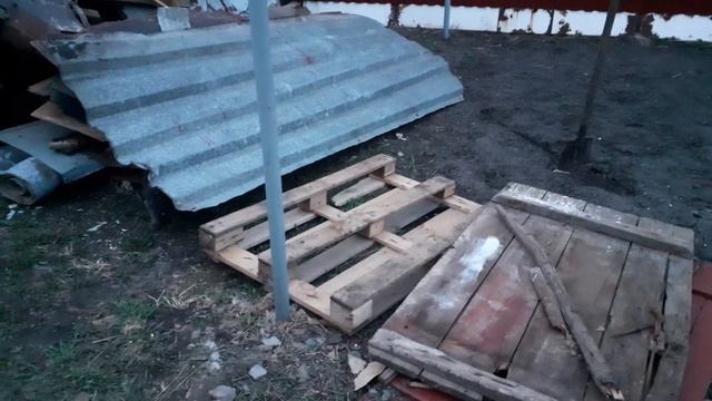 тайная жизнь домашних животных. коты играют. отличие шотландца от британца смотреть онлайн