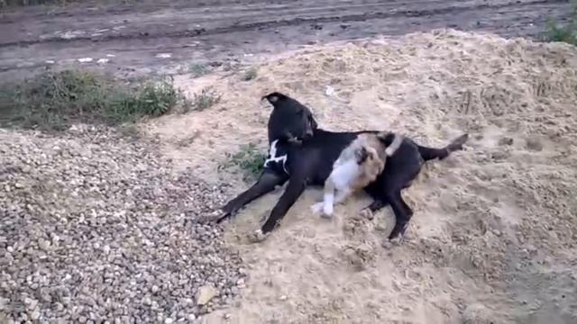 #ЕЙСК, #ДАЧИ 🍒 Закрепила вторую раму. Огород. мои питомцы! смотреть онлайн