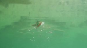 Кроулер топвотер Глиссер от Страйк про GLISSER Strike pro Обзор приманки  Братья Щербаковы