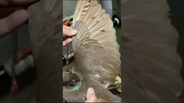 Красный, Желтый, Жук, Тасман. Двухчубые голуби. Tauben. Pigeons