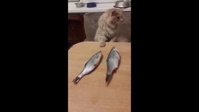 Симба знает рыбные места смотреть онлайн