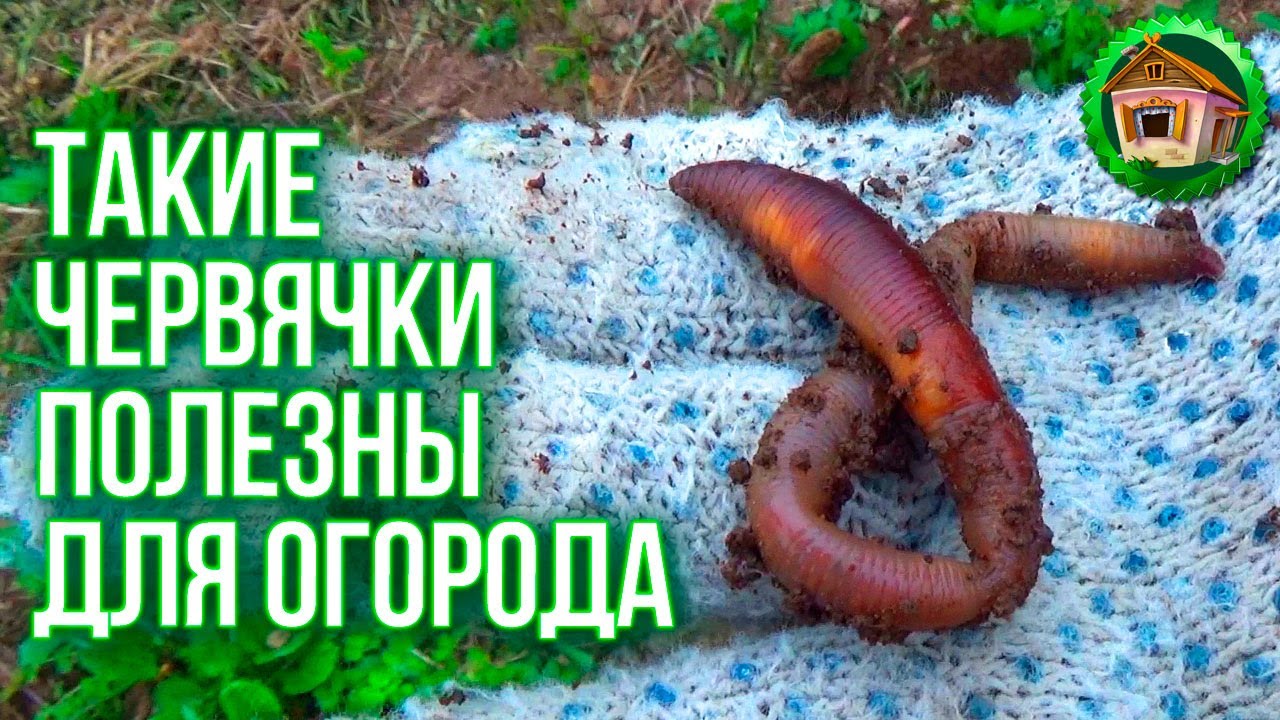 Гигантские черви. Ремонт розетки. Протекает Крыша. Белим деревья. 76 серия смотреть онлайн