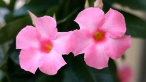 Мандевилла -уход в домашних условиях. Выращивание, размножение и  обрезка.