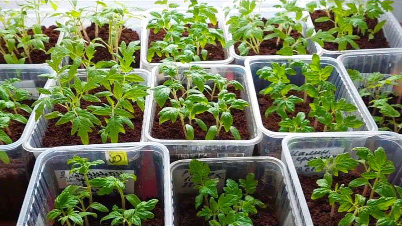 ДЛЯ РОСТА КОРНЕЙ И ОТ ВЫТЯГИВАНИЯ РАССАДЫ! Первая подкормка, полив рассады томатов смотреть онлайн