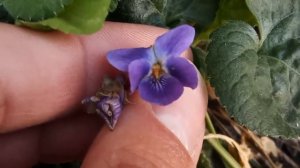 #фиалка  Душистая Viola odorata