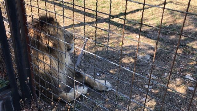 Огромный красавец Олежка. Huge handsome lion Olezhka. смотреть онлайн