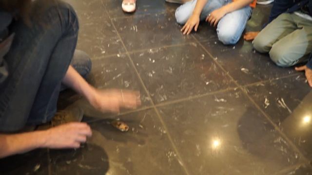 Экзотические плащеносные и мадагаскарские тараканы