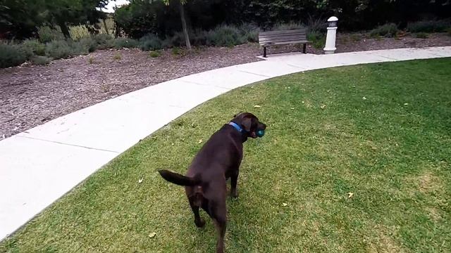 Simon and Garfunkel: Feeling Groovy (Starring Clara the Dog) смотреть онлайн