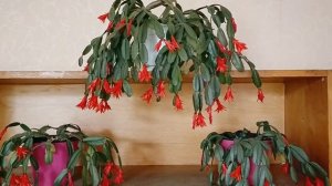 Рипсалидопсис. Уход летом